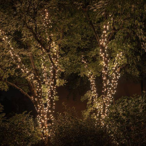 Warm white Twinkly lights around 2 trees in an outdoor setting.