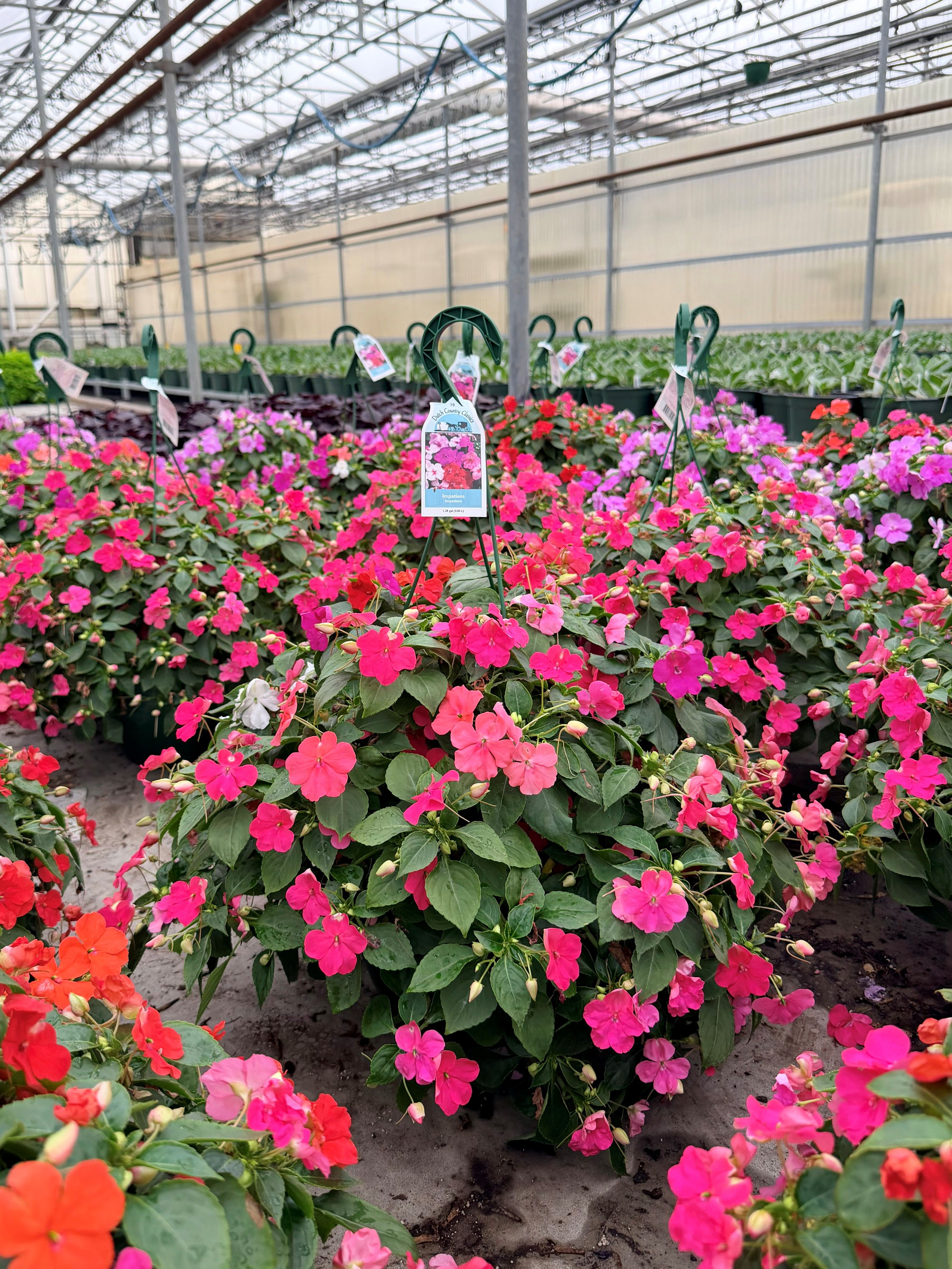 Colorful flowers in a greenhouse with tags identifying the plants.