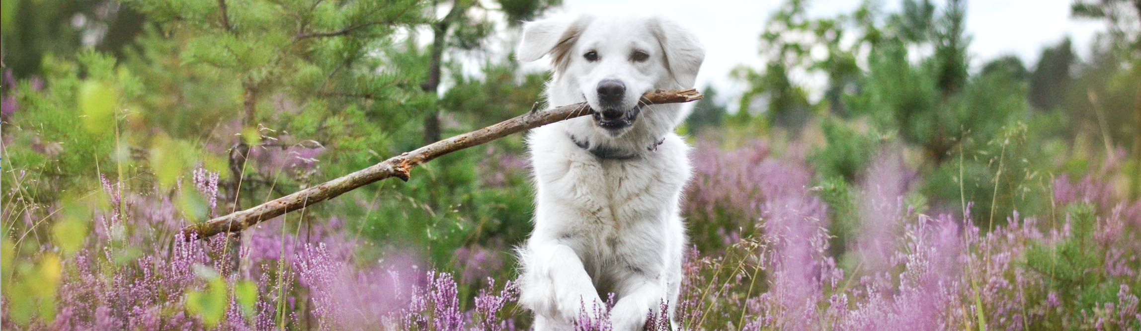for dogs, good nutrition means good health