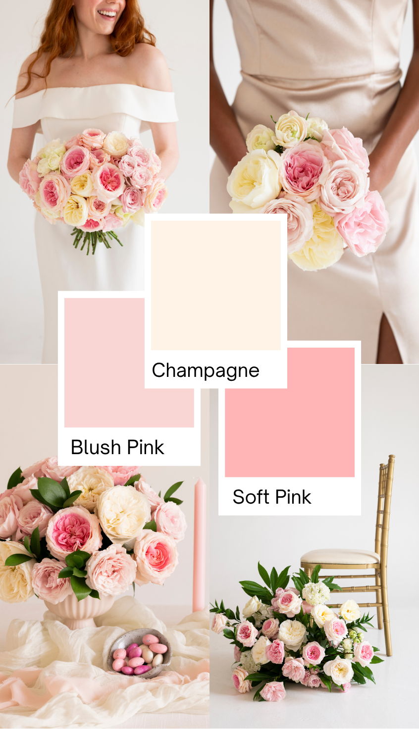 soft pink and cream garden rose