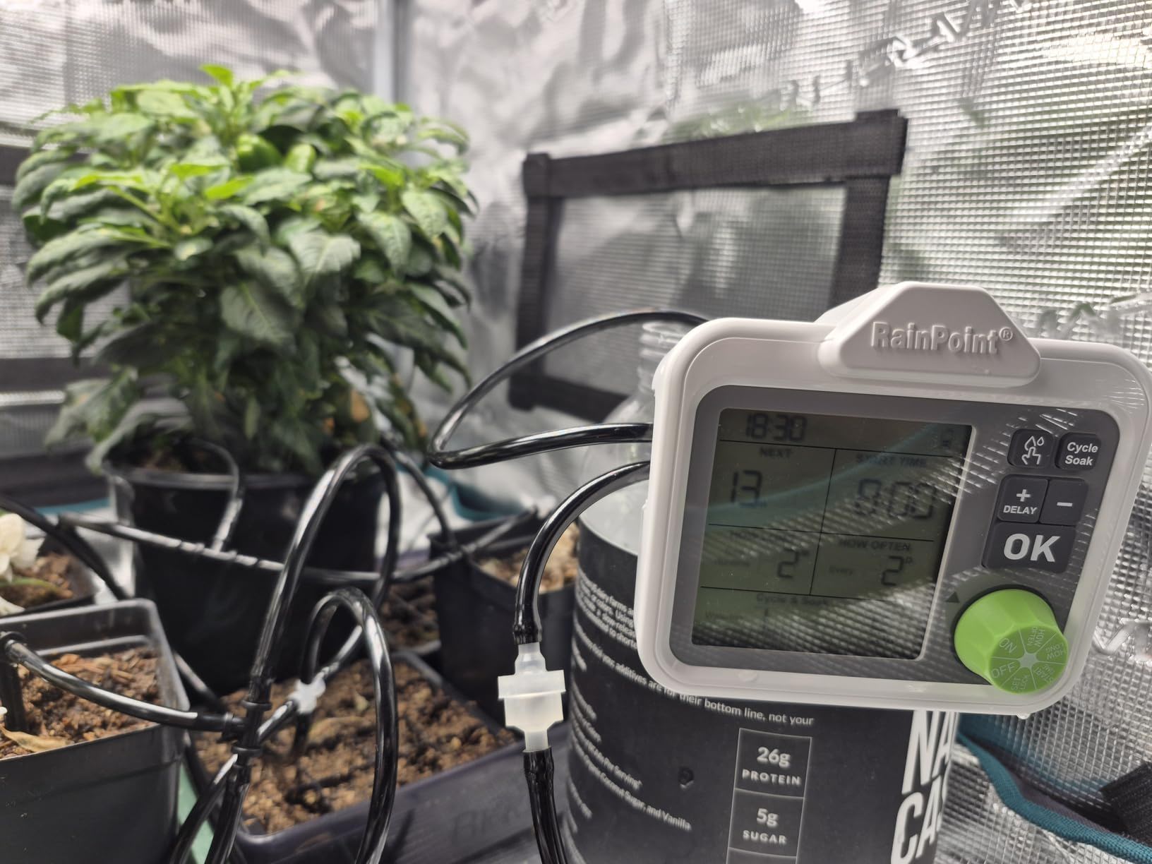 A plant with a digital monitor in a growing environment.