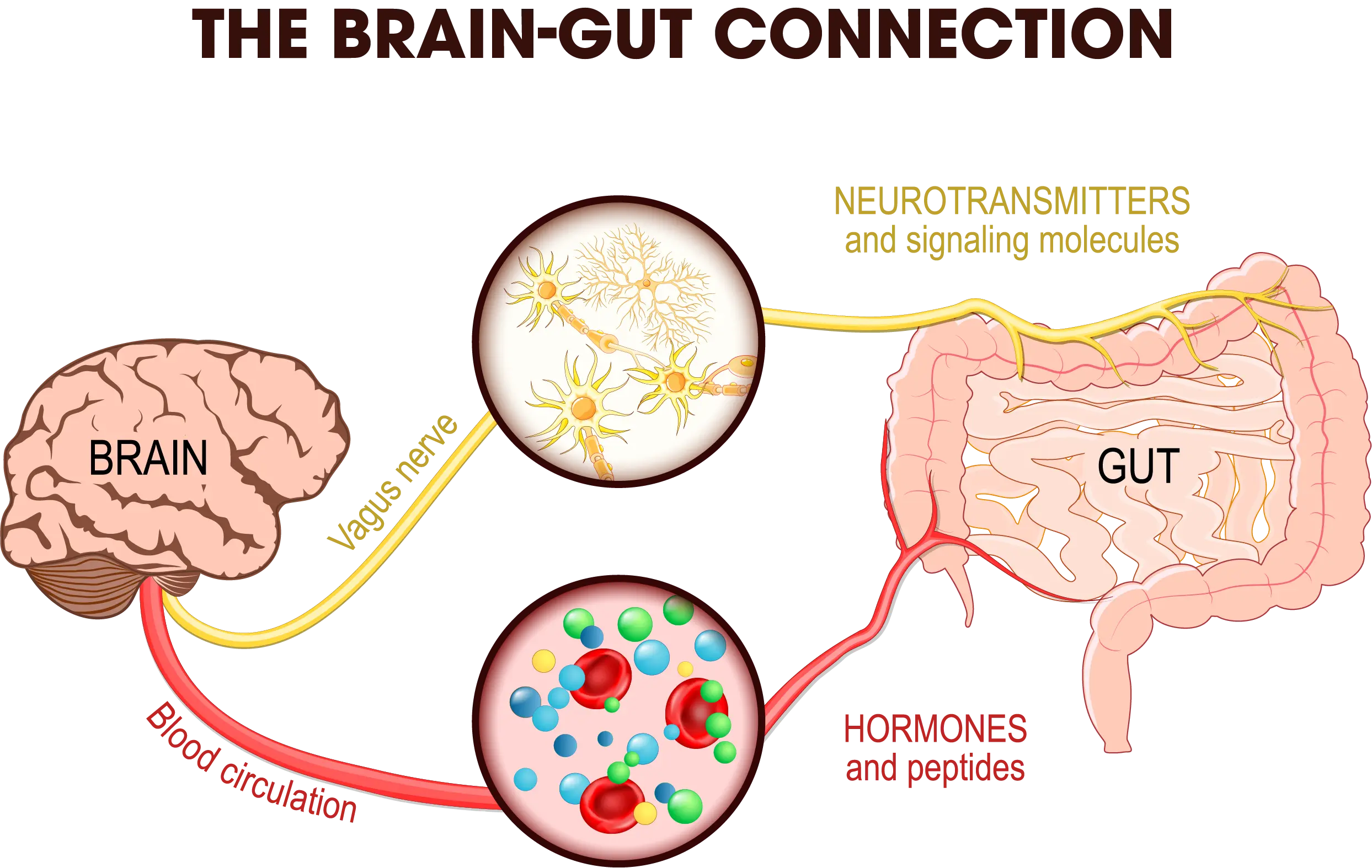 Illustration of the brain-gut connection with labeled components.