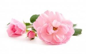 Bio Moringa Tee Berry mit Rosenblüten