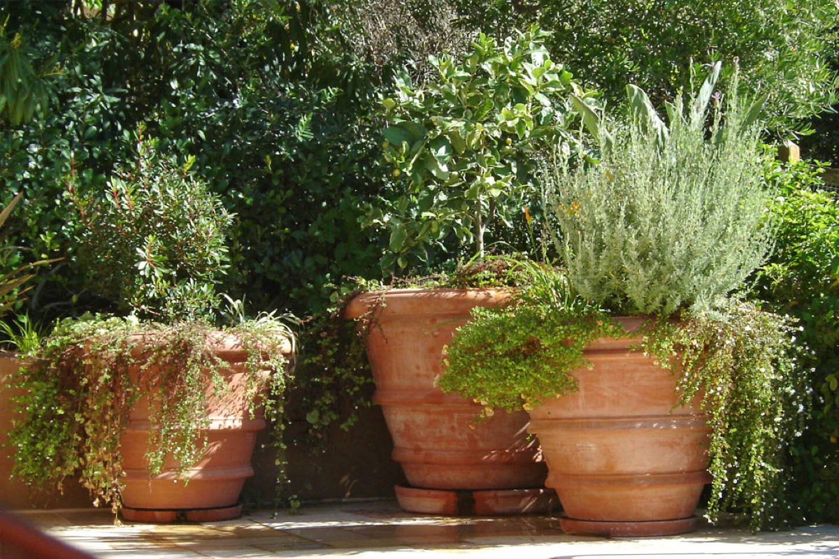 Three Italian Terra Cotta Molded Rolled Rim Vase pots in various sizes are overflowing with grenery in a spa garden.