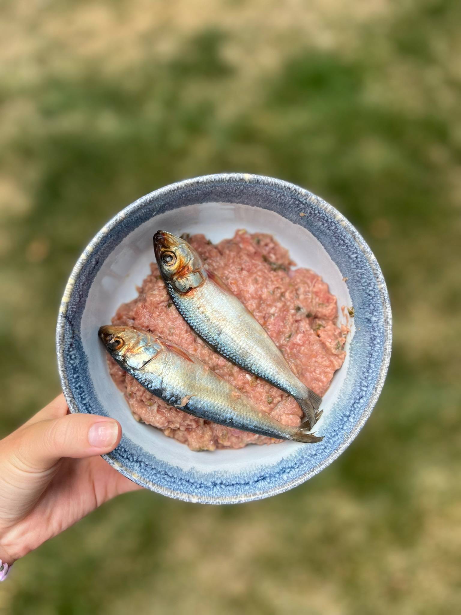 Two raw sardines on raw meat in blue bowl held by hand.