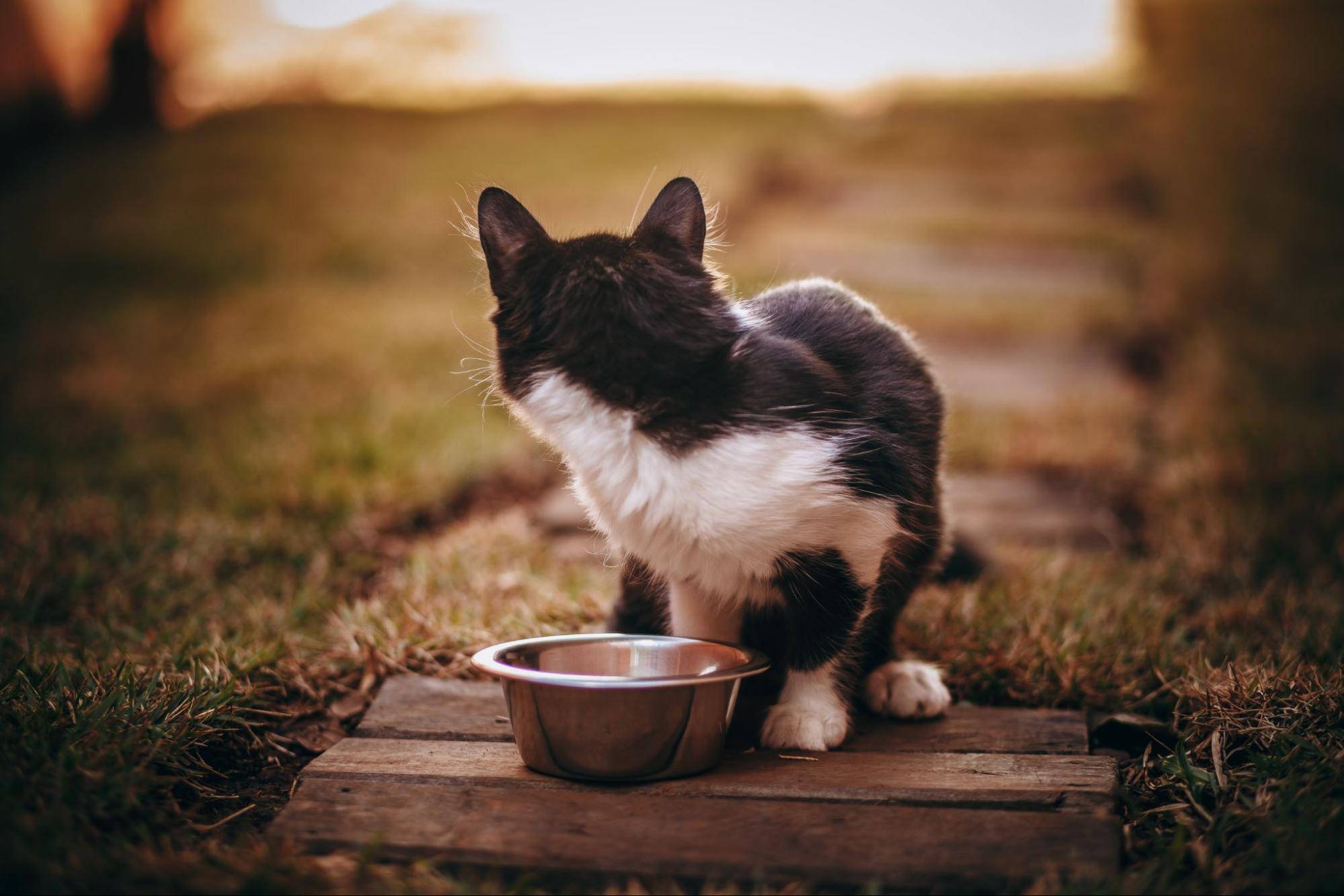 stainless steel cat food bowls