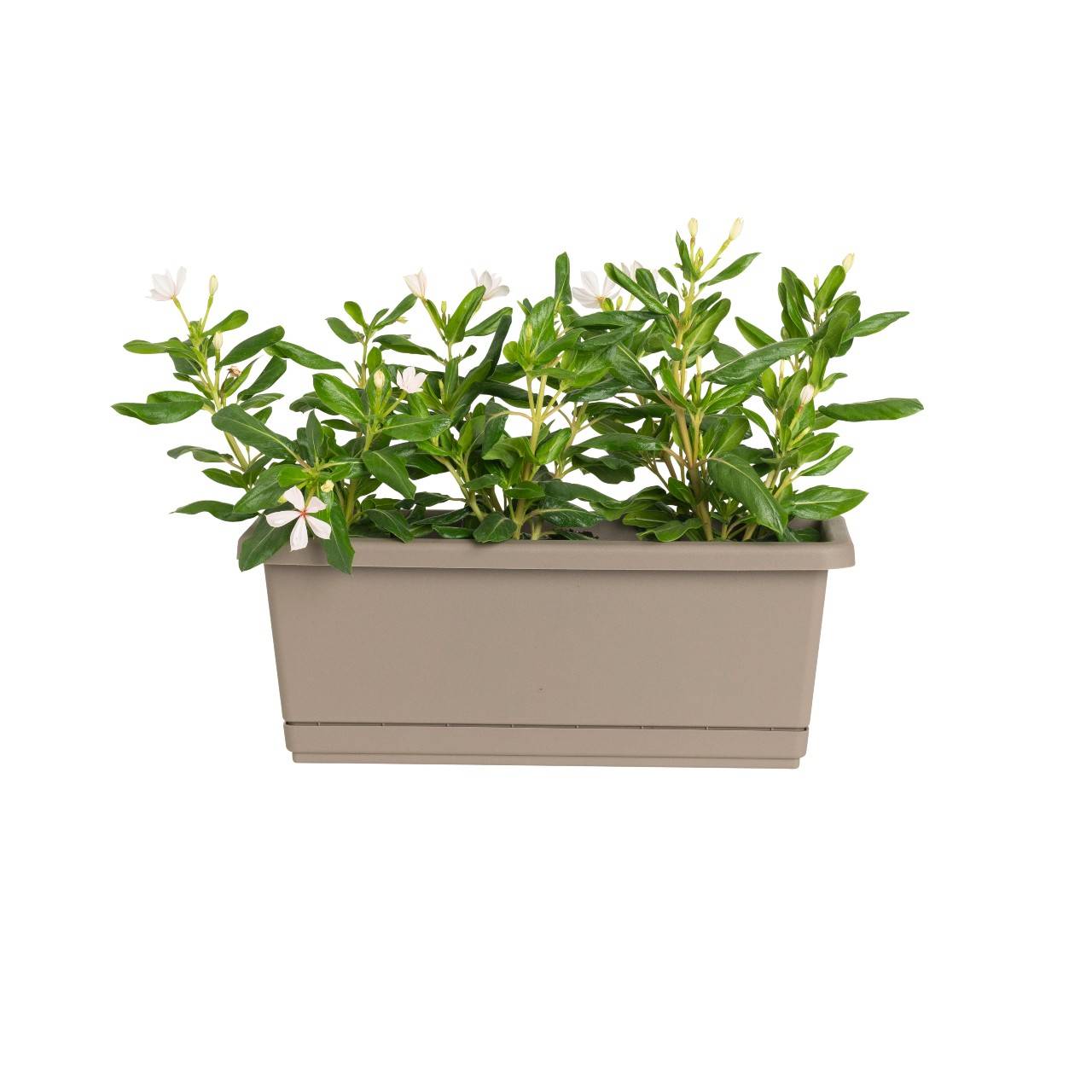 Flowers in a taupe colored windowsill planter