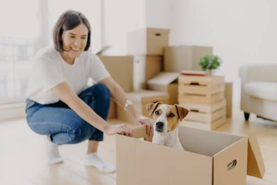 A woman plays with a Jack Russell Terrier as it sits in a cardboard box in a living room