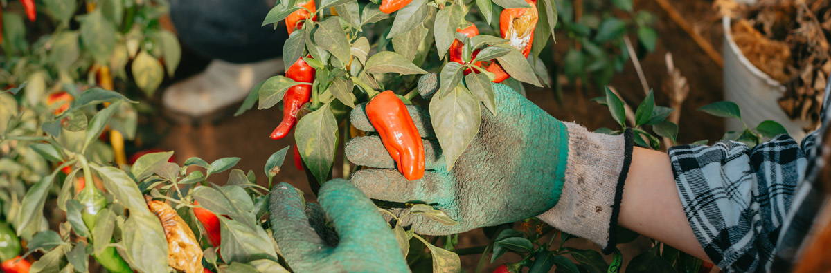 A farmer touching peppers on a pepper plant