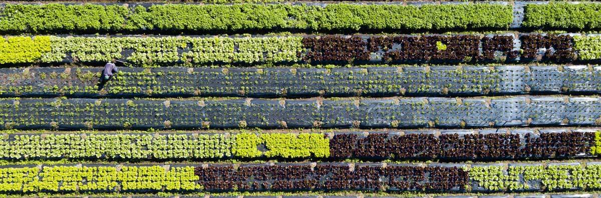 An overhead view of a farmer working in his garden