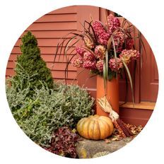 Photo of Fall porch arrangement with pink hydrangeas, ornamental grasses, evergreen foliage, and a pumpkin beside a front door.