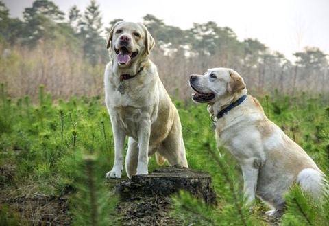 Two golden retriever dogs with digestive issues, diarrhea and inflammation