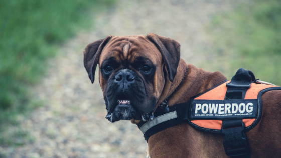 a boxer wearing an orange service dog vest