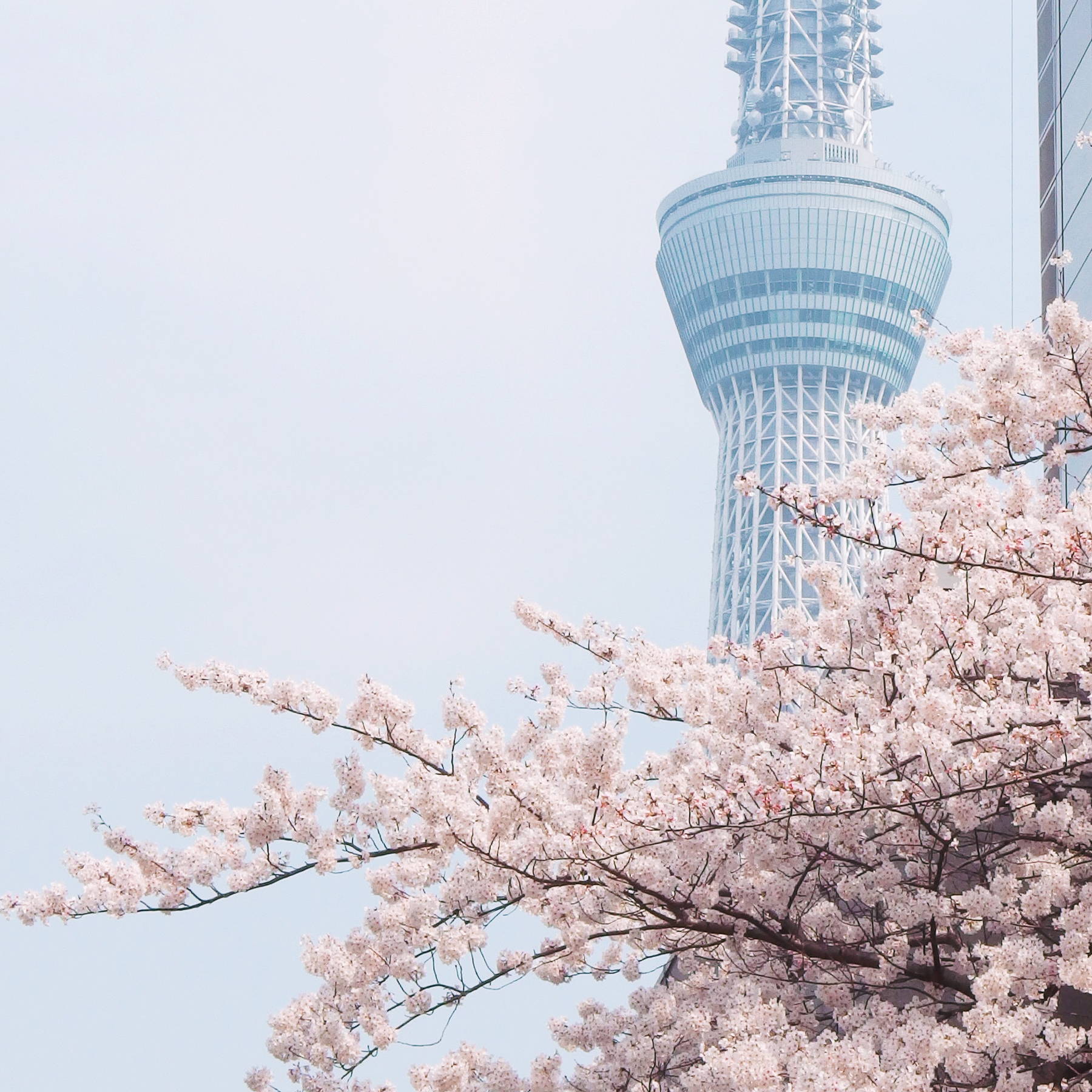 sakura tree cherry blossoms infront of tokyo tower
