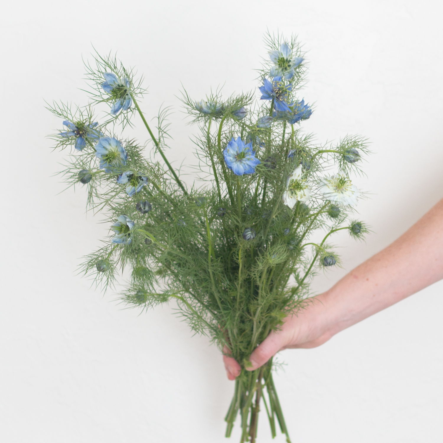 blue nigella