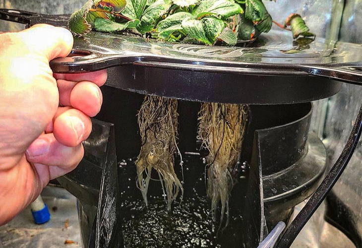 image of hydrobucket showing roots