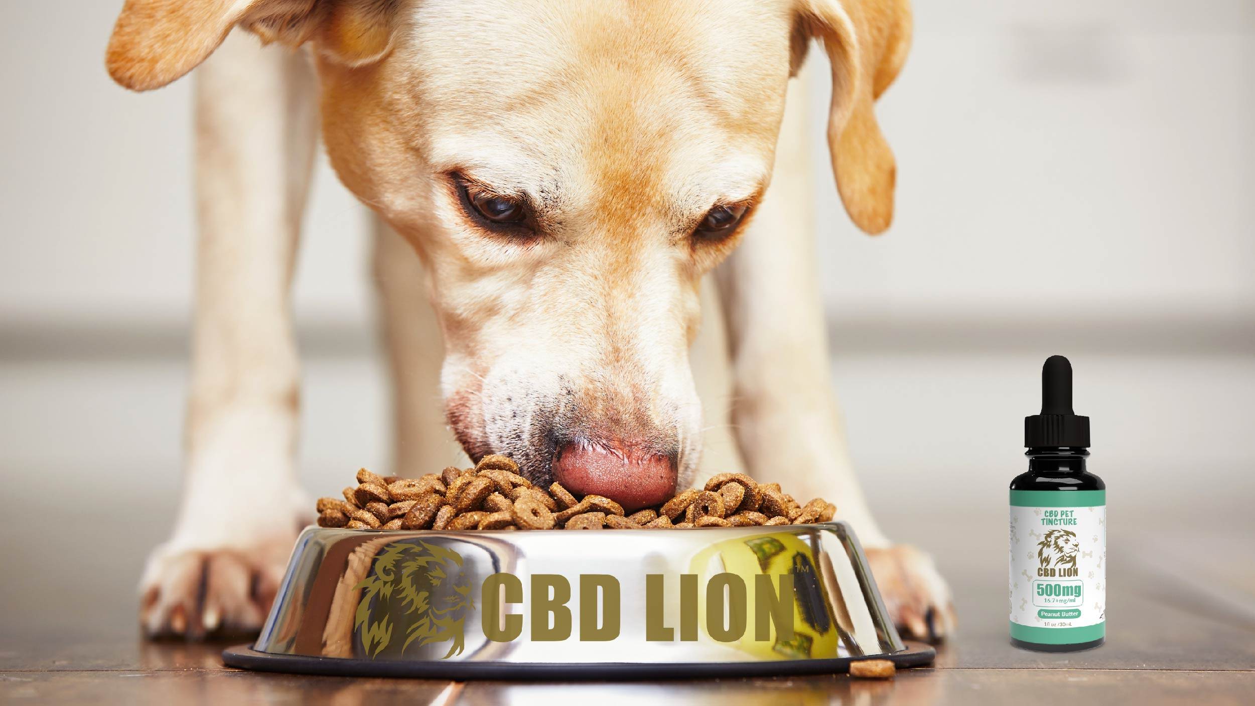 Using CBD to help dog's pain and anxiety