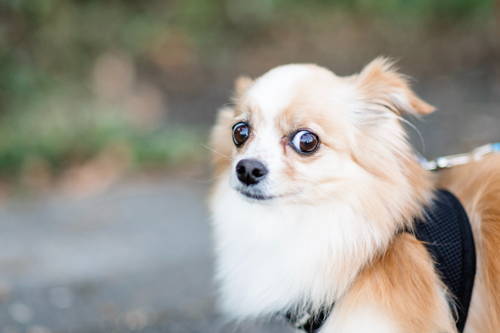 A nervous-looking puppy wearing a harness
