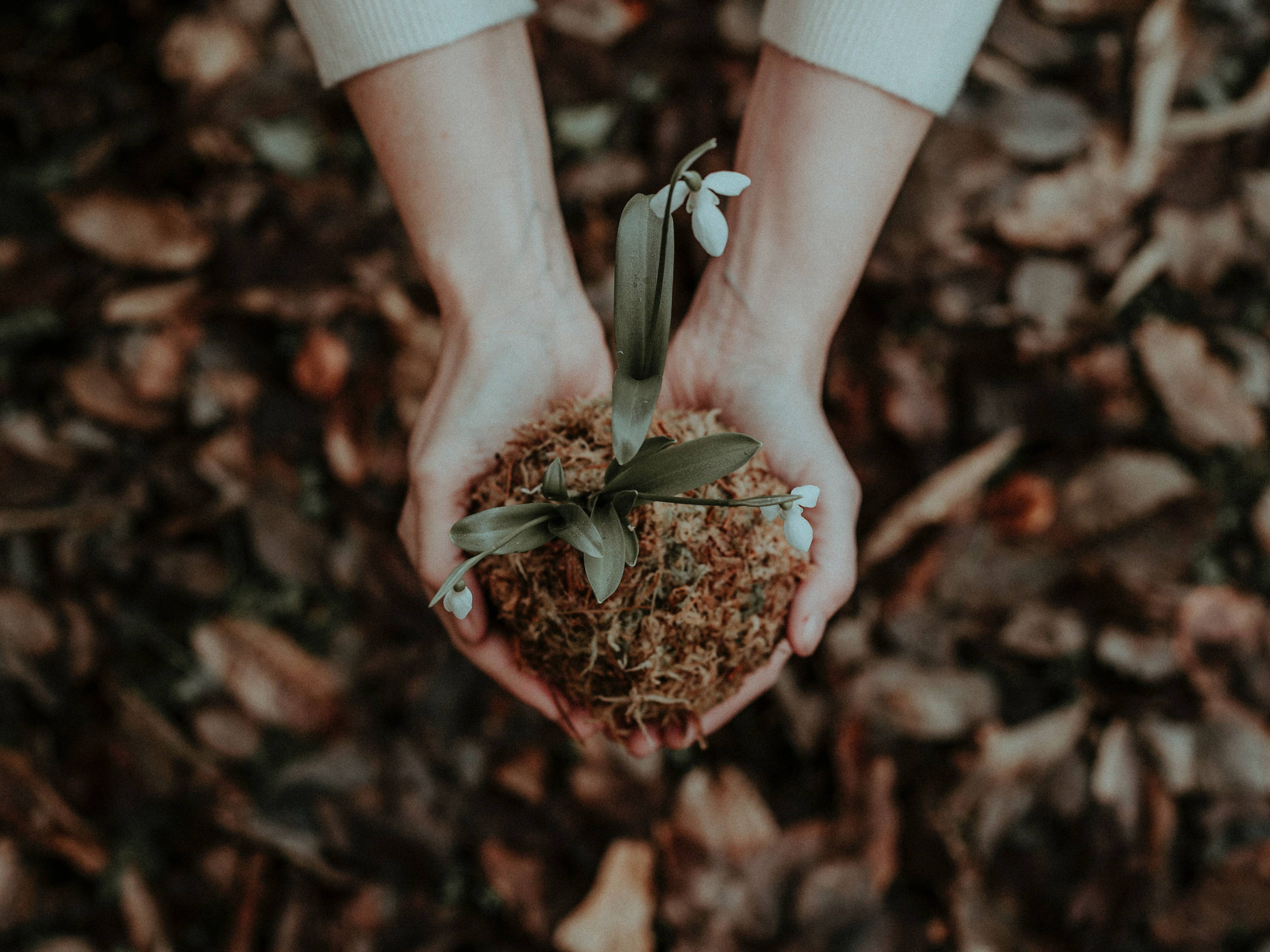 Photo by Flora Westbrook from Pexels
