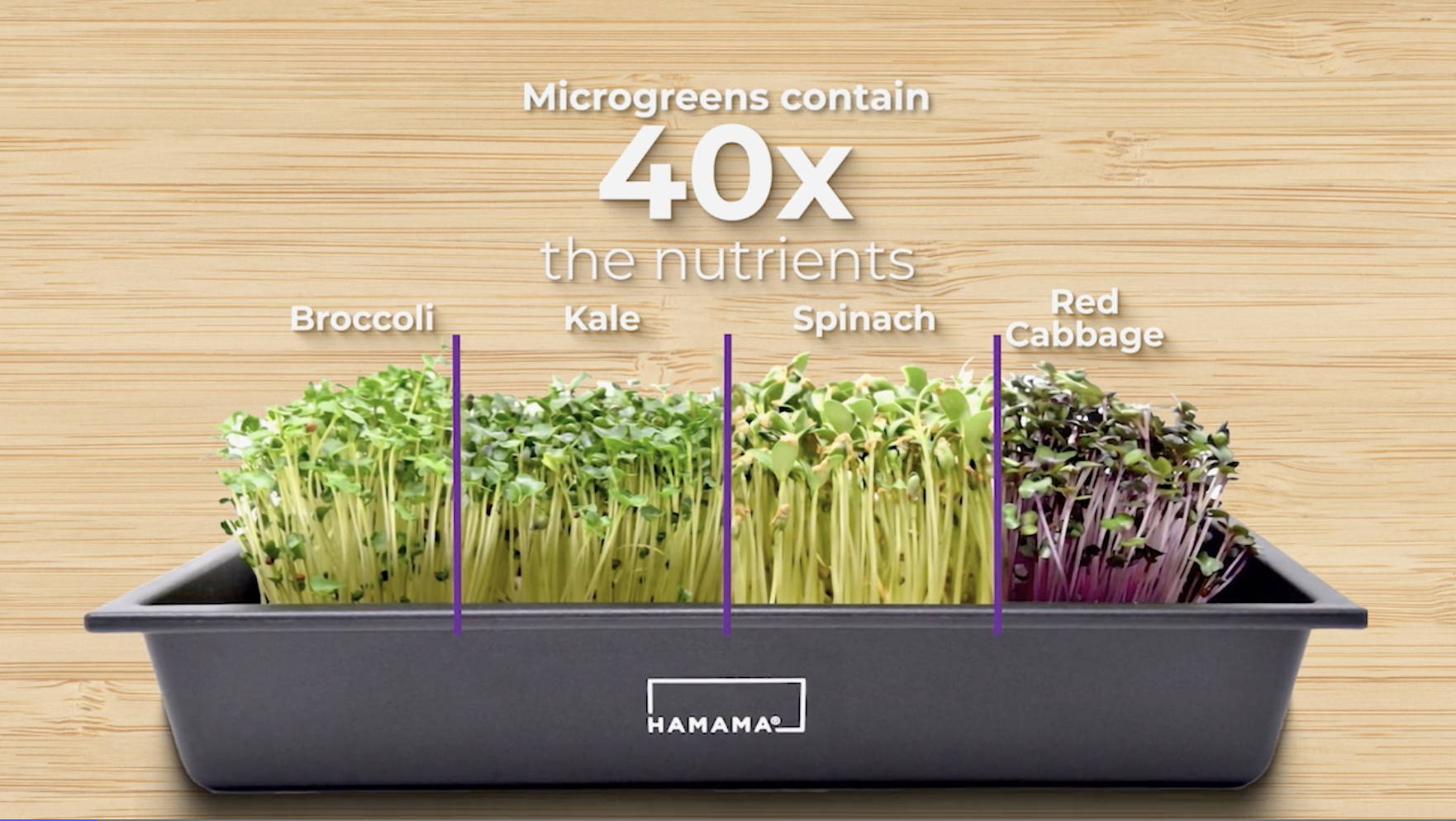 Superfoods Microgreens Seeds Powerhouse Veggies Refill for Hamama Home Microgreens Growing Kit Grow Fresh Micro Greens Indoors Every Week Just Add Water Grow Superfood Veggies and Supergeens. 