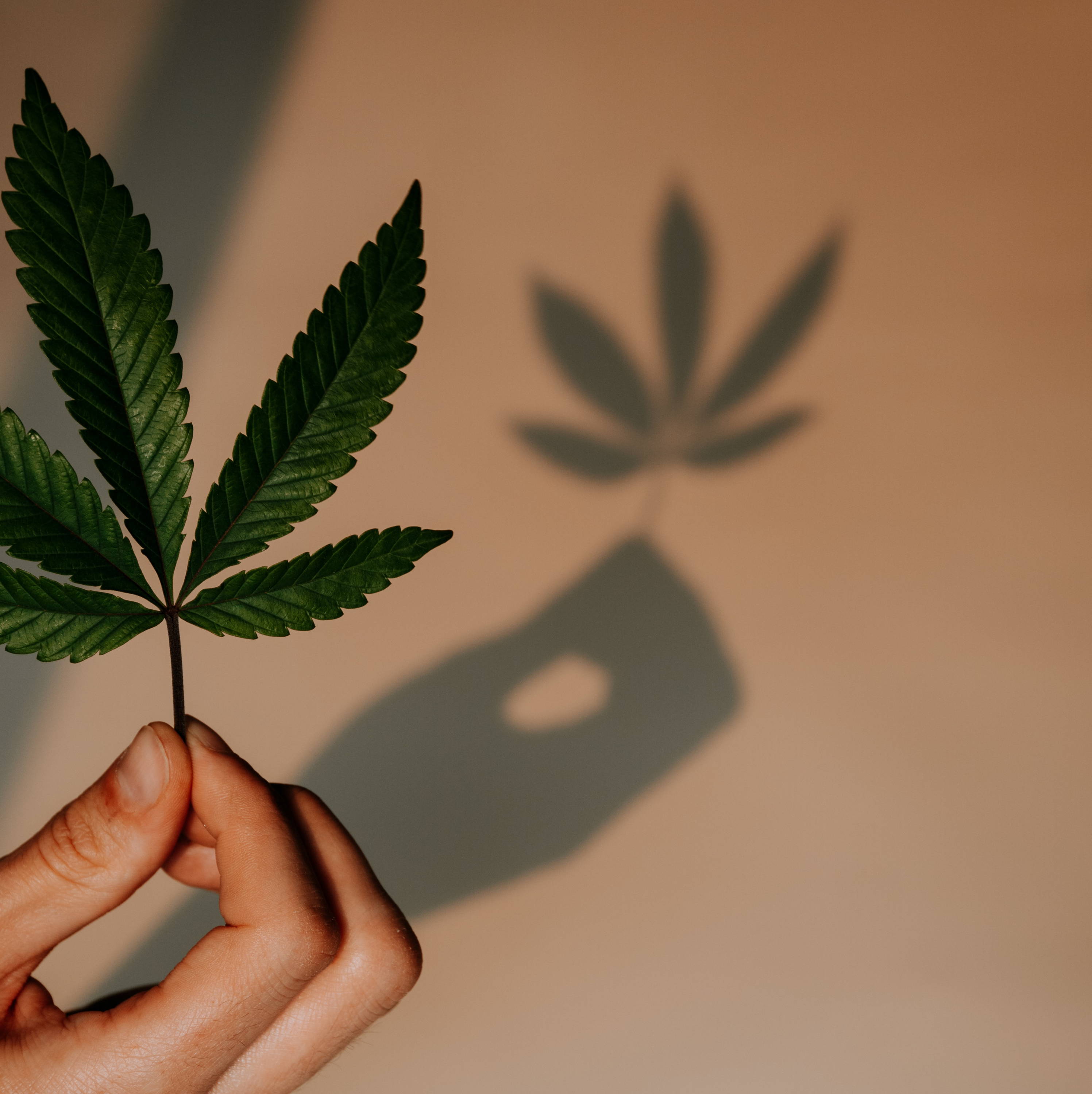 A large cannabis leaf is front and center. The leaf is held by a single hand, and casts a shadow against a light background