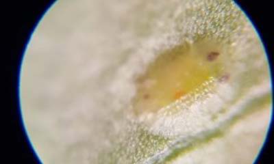 Nympth under microscope