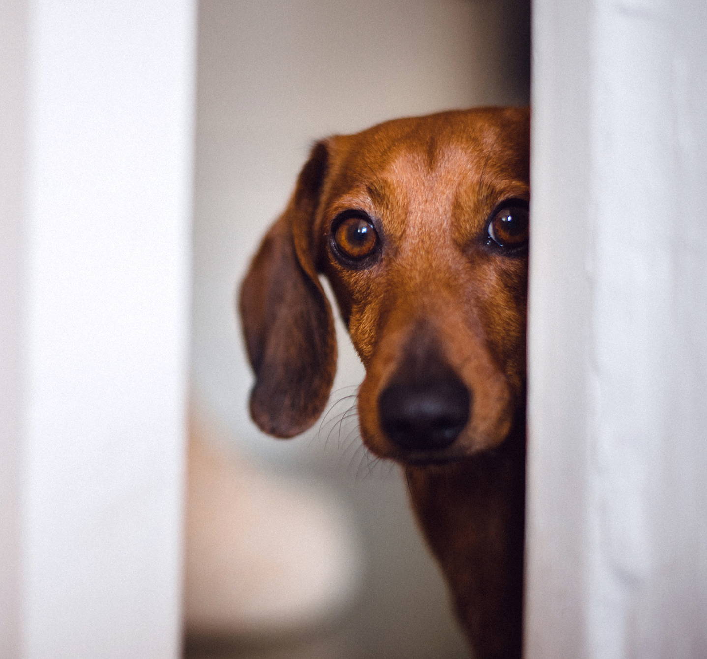 Allergic to dogs? This little brown dachshund, peeping round the door, could give you a runny nose and the sniffles.