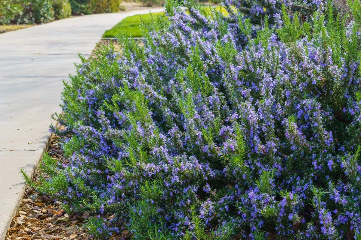 Trailing Rosemary (Salvia rosmarinus 'Prostratus') cascading along a garden border with fragrant evergreen foliage and lavender-blue blooms in a low-water landscape.