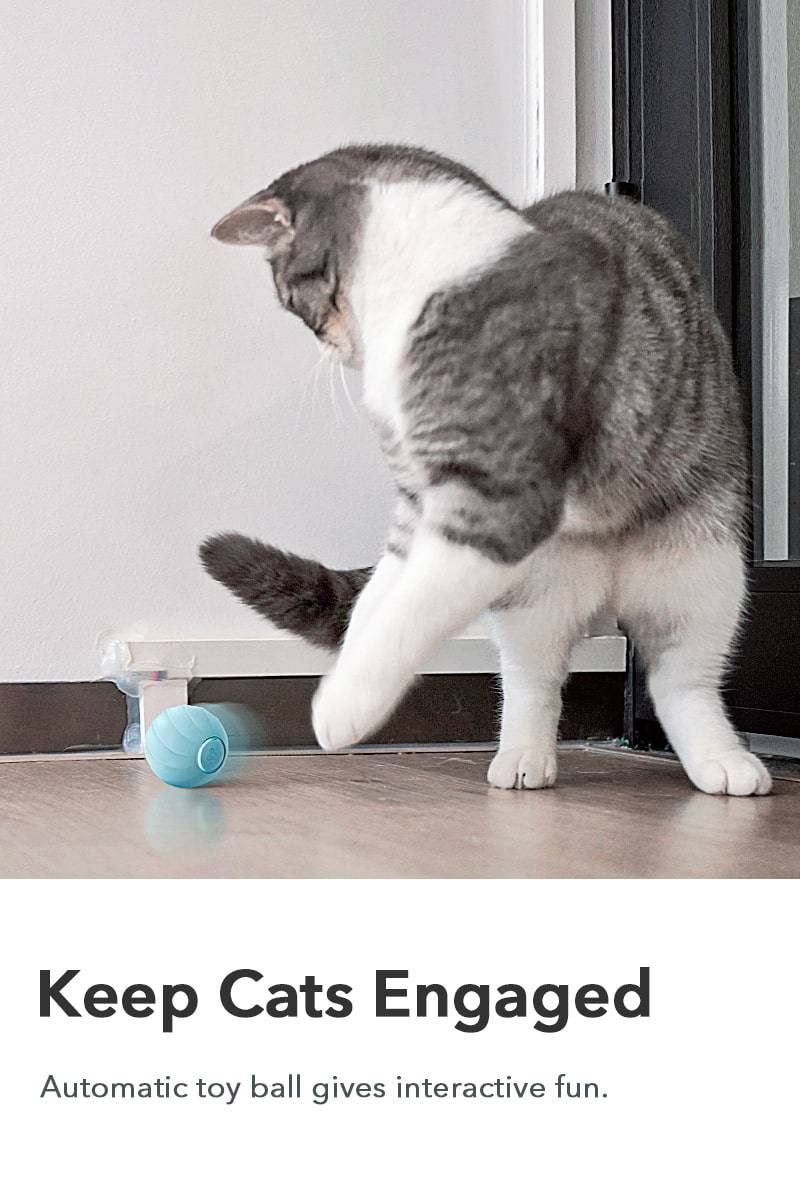 Keep Cats Engaged