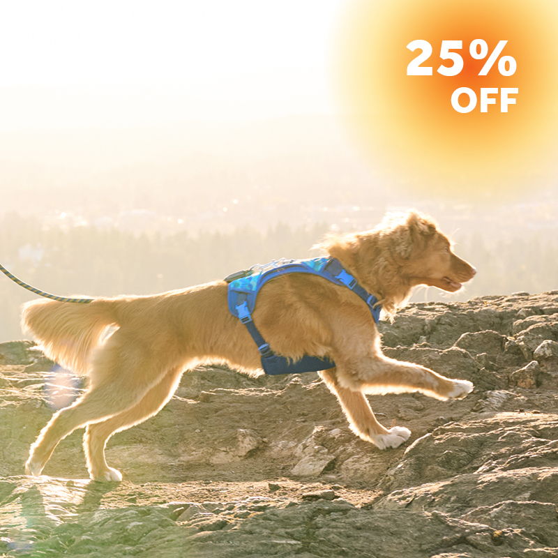 Blue dog harness with a 