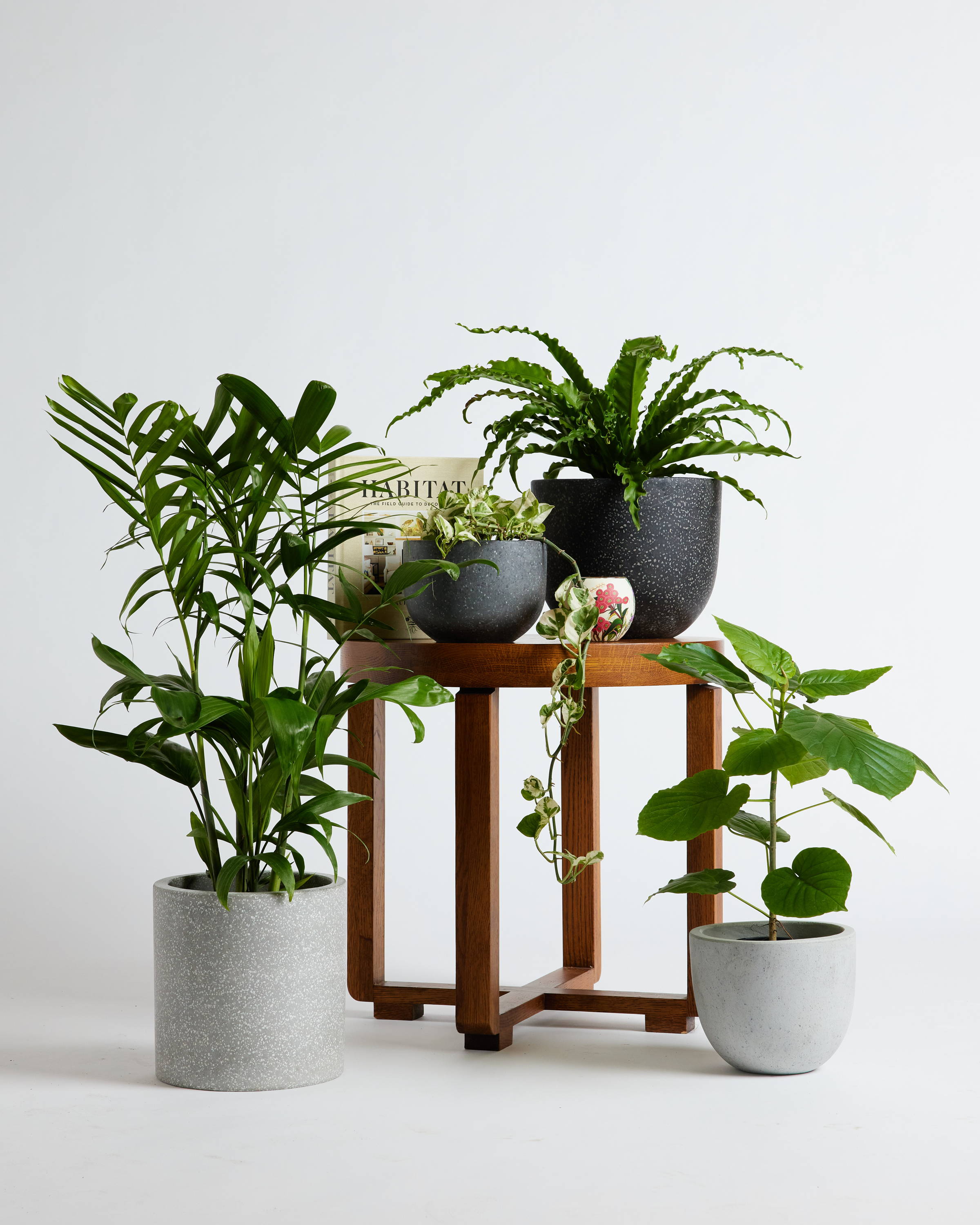 Group of Indoor Plants Together on table with accessories