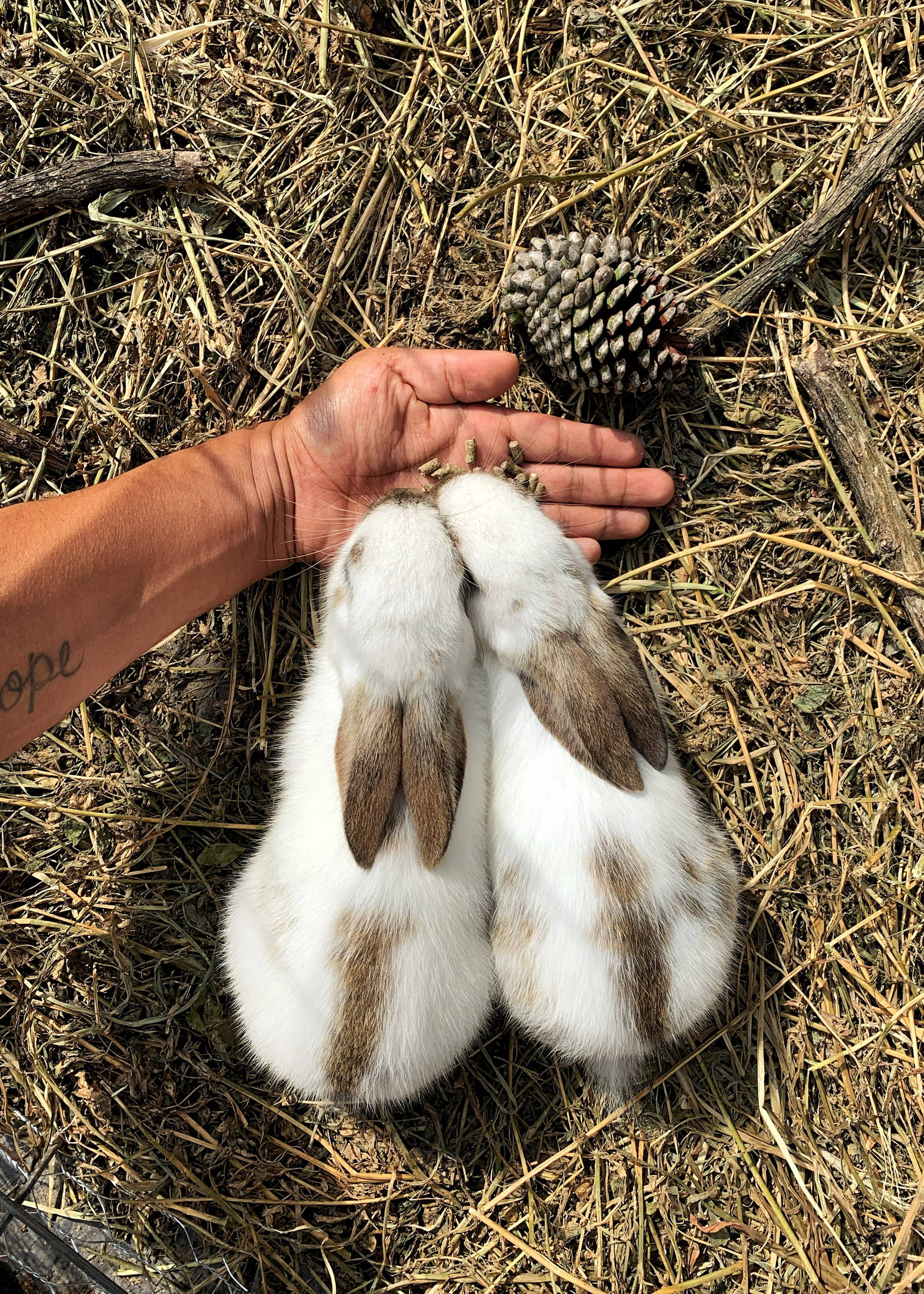 feeding-bunny