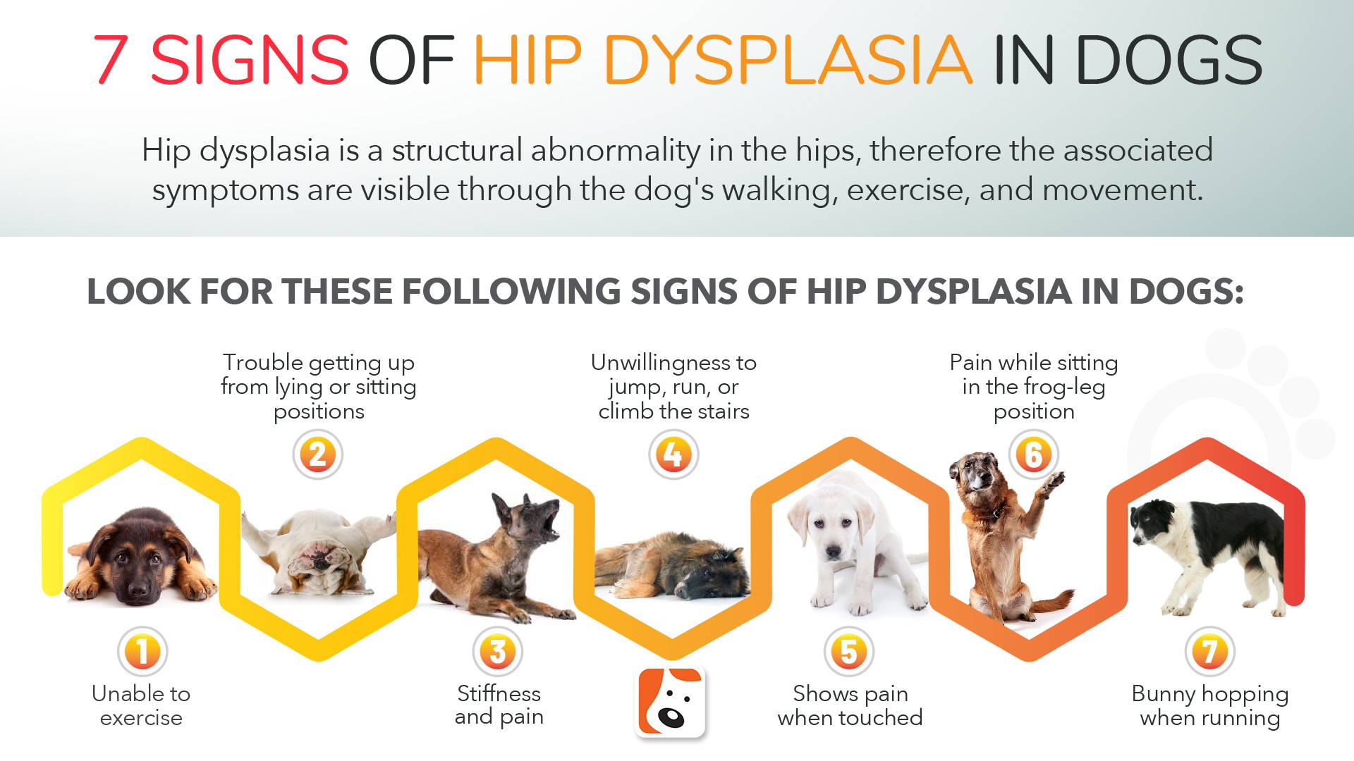 Hip Dysplasia Signs In Dogs Discounts Shops Contratacion fundovidaips