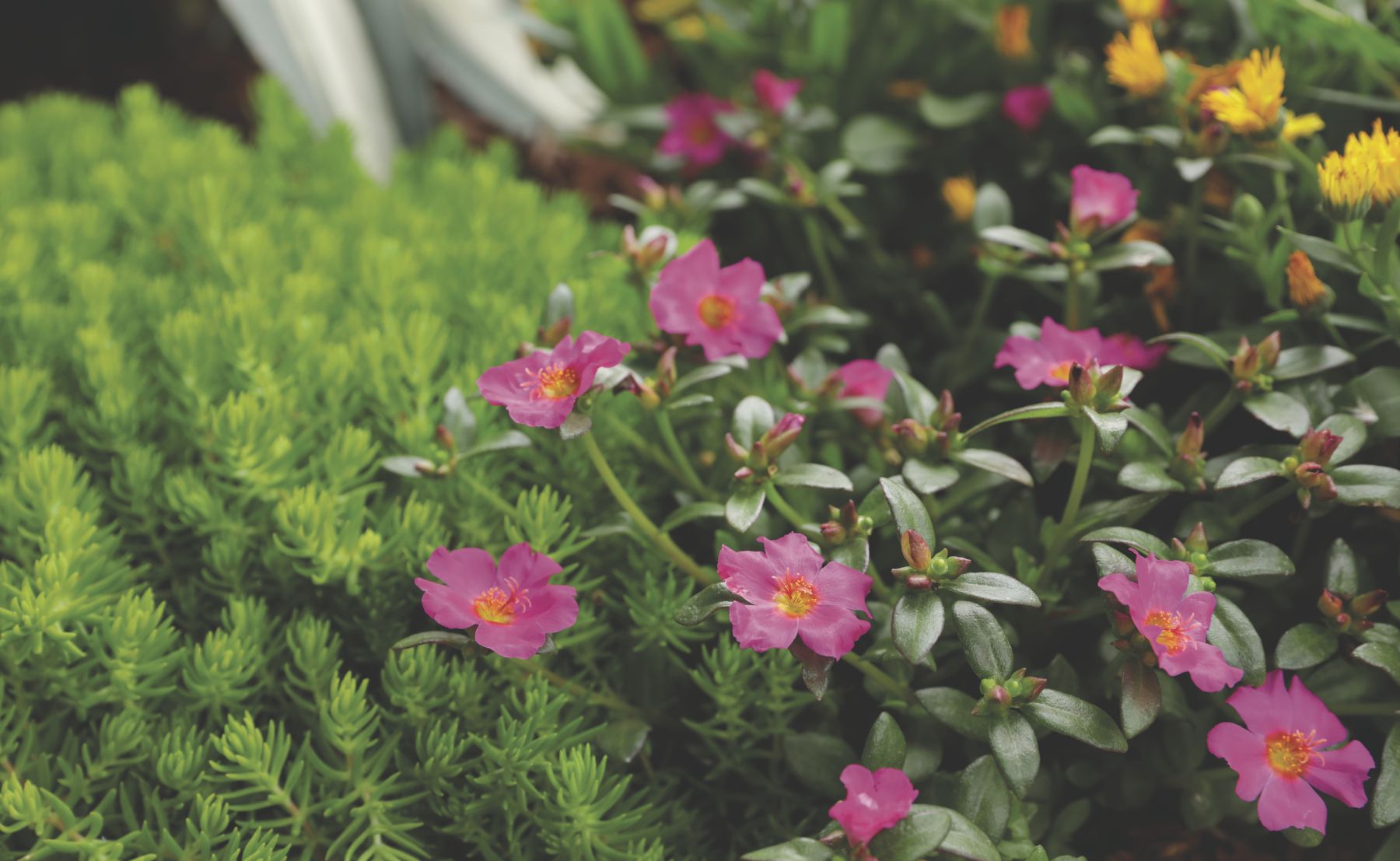 Photo of Mojave® Fuchsia and Lemon Coral®