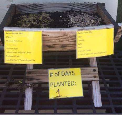 Deer Plot trial planter box - day 1 with soil