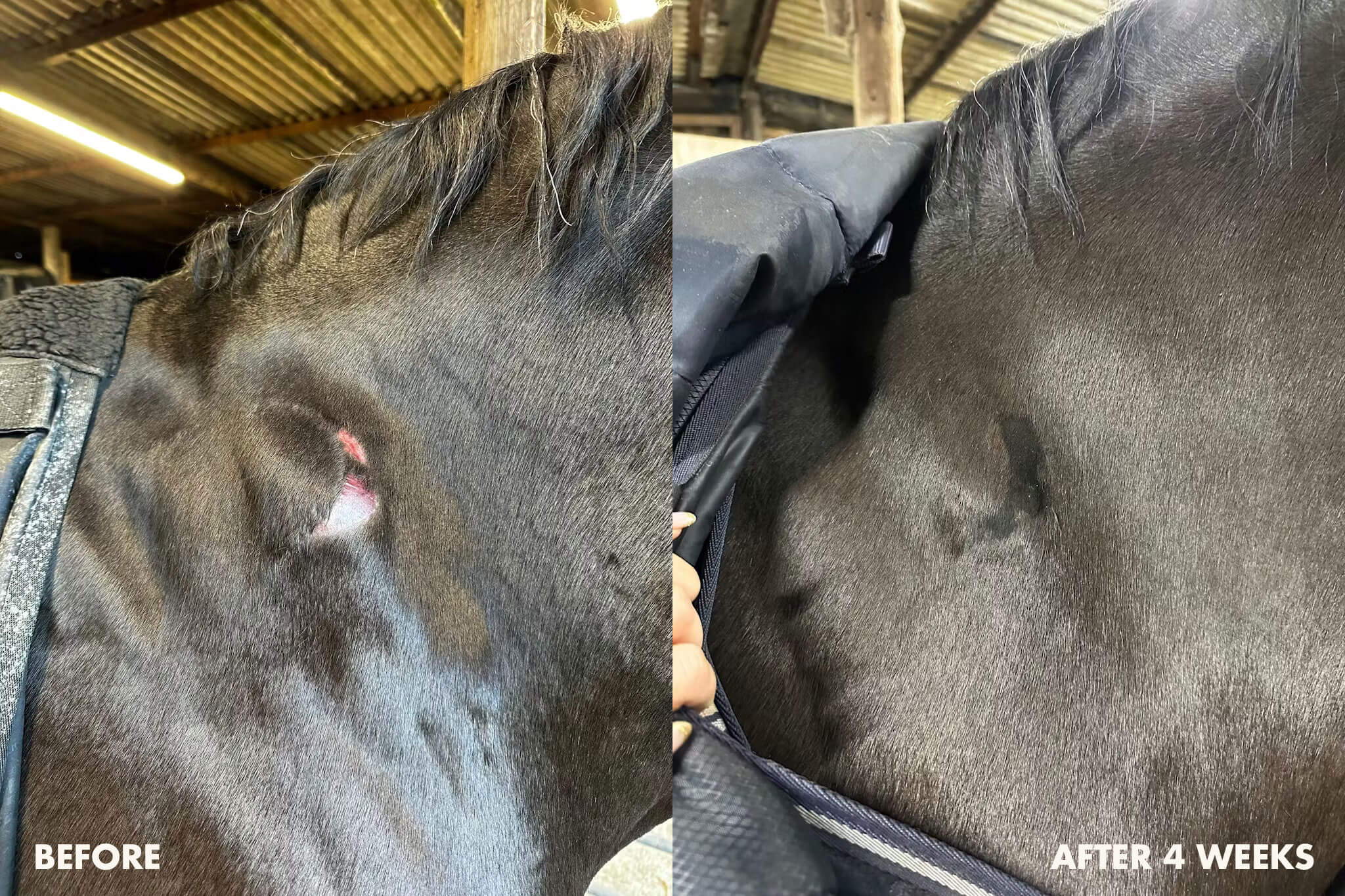 Comparison of a horse's condition before and after four weeks - Collagen & Kelp Equine Fondant