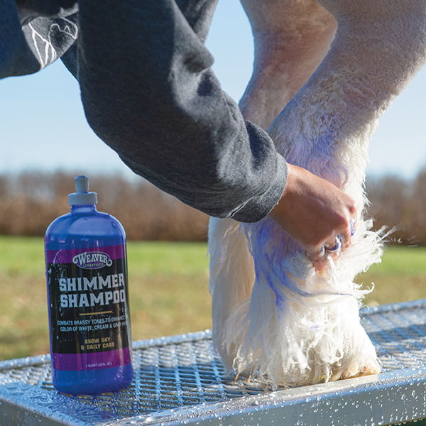 A person washing a horse's leg with shimmer shampoo.