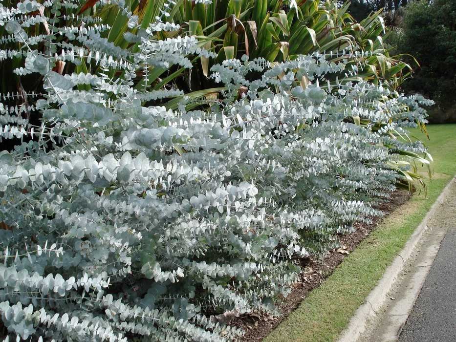 Silver Dollar Eucalyptus