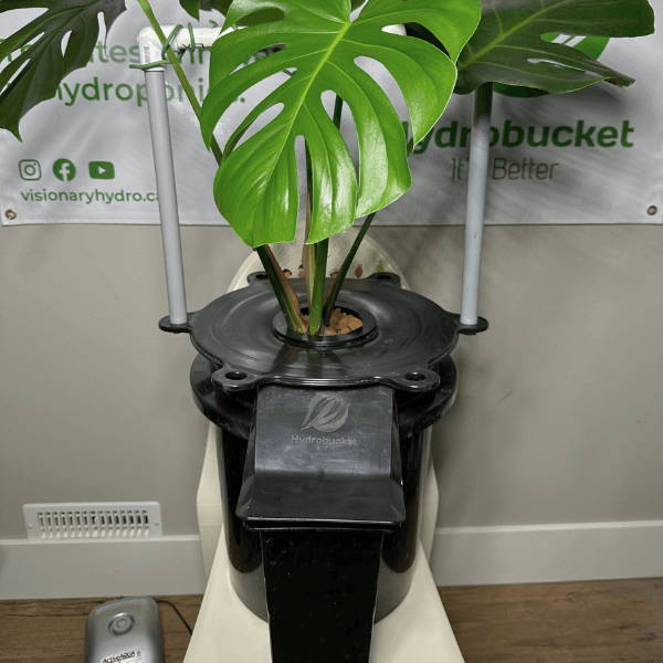 image of hydrobucket with plant