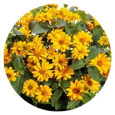Photo of Athena Gold™ False Sunflower