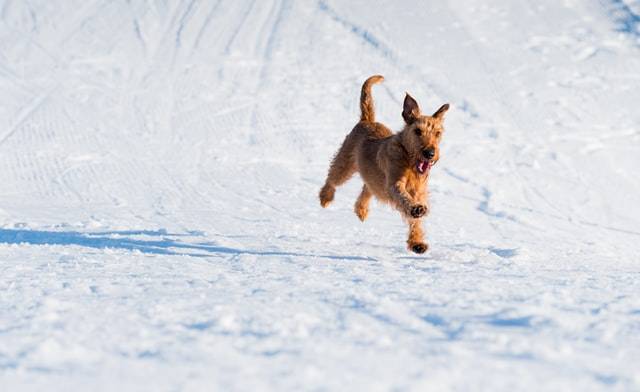 Dog Running In The Snow