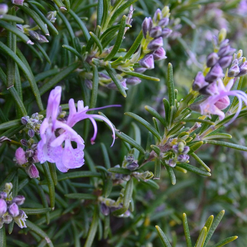 Purple flowers on a green shrub with narrow leaves.