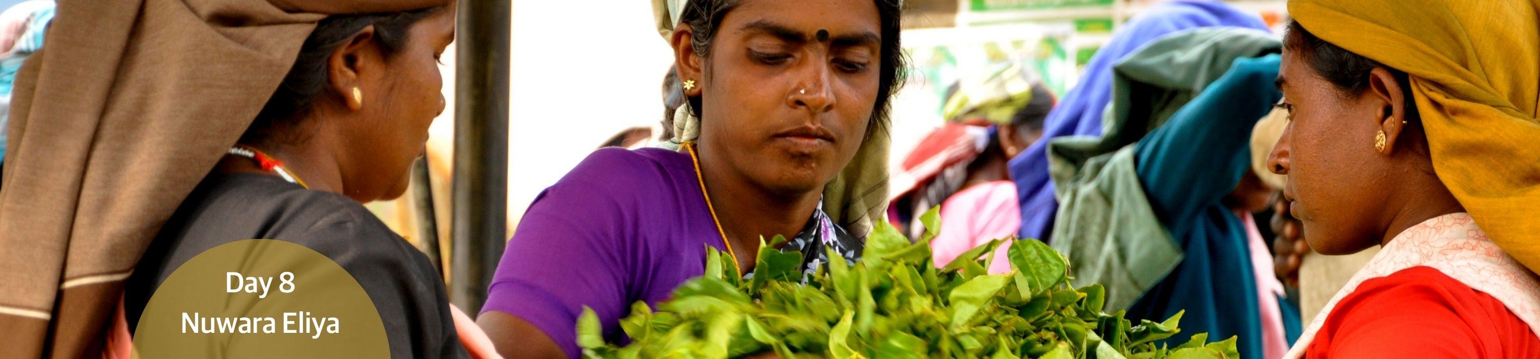 Nuwara Eliya - Tea sorting