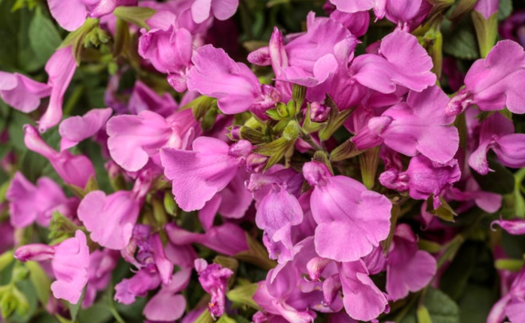 Photo of OutShine™ Orchid sage (Salvia hybrid)