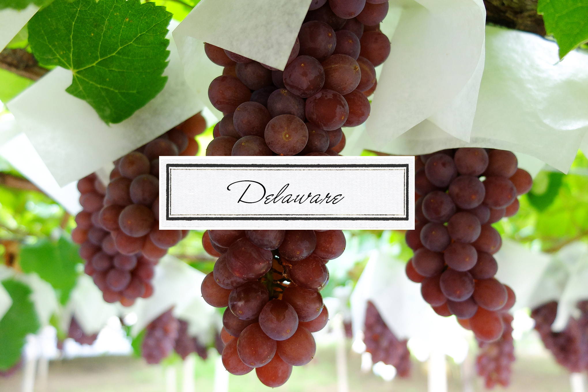 生食用ブドウ品種⑤デラウェア　あの定番ブドウがワインに！ まだ青い早摘みの果実