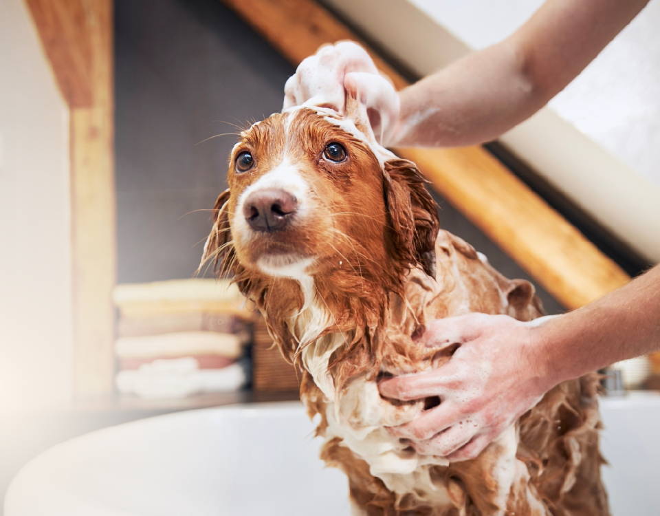 adorable dog taking a bath