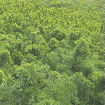 aerial view of bamboo forest