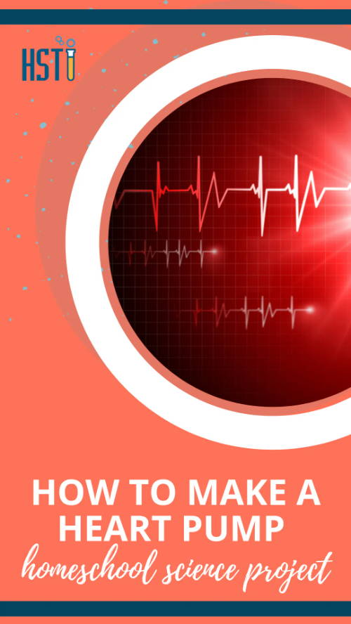 How to Make a Heart Pump | Homeschool Science Project | Home Science Tools 