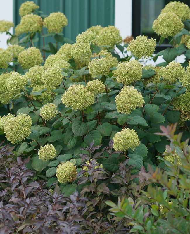 Scene of Invincibelle® Spirit II Smooth Hydrangea planted in an outdoor garden