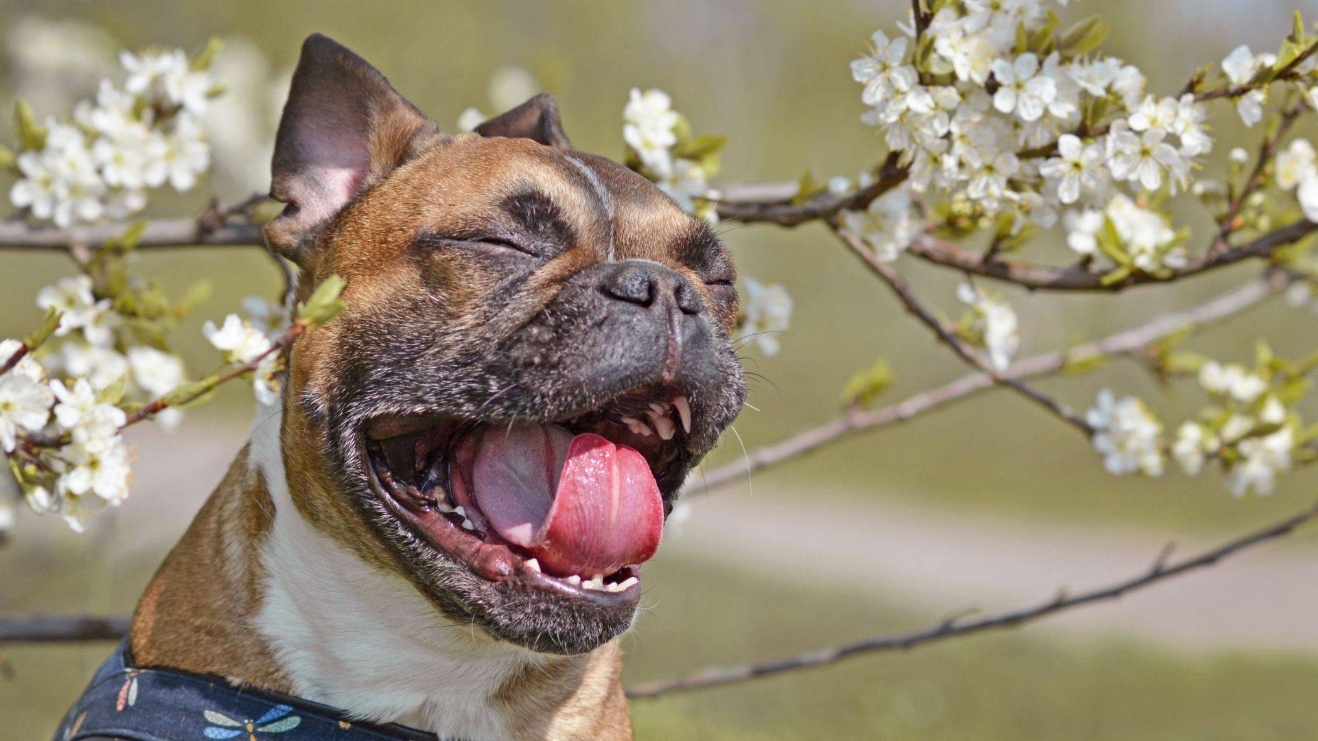 dog sneezing